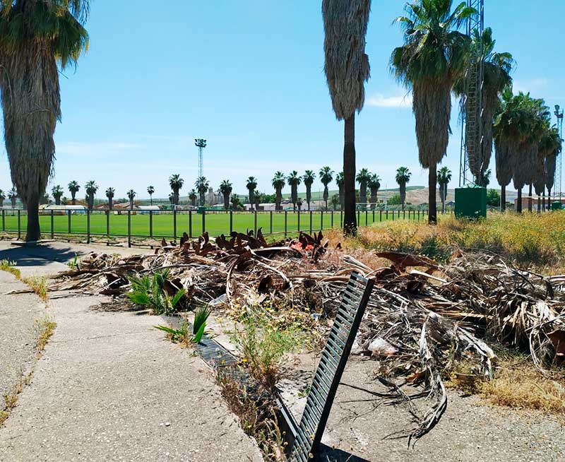 La imagen de la alcantarilla y los restos de las palmeras taladas lo dicen todo del estado de abandono de la Ciudad Deportiva