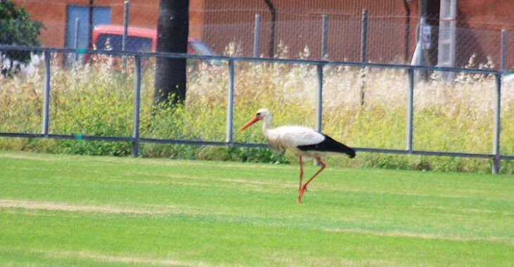 Una garza picoteando semillas e insectos sobre el nuevo césped del campo uno de la Ciudad Deportiva.Una garza picoteando semillas e insectos sobre el nuevo césped del campo uno de la Ciudad Deportiva.