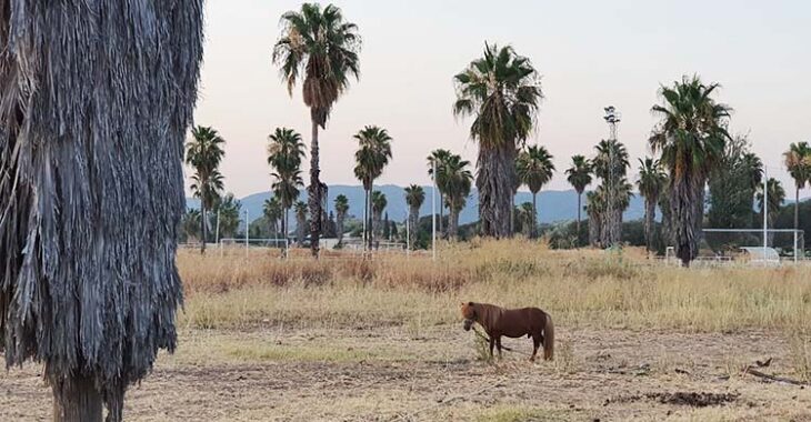 El pony de la Ciudad Deportiva.