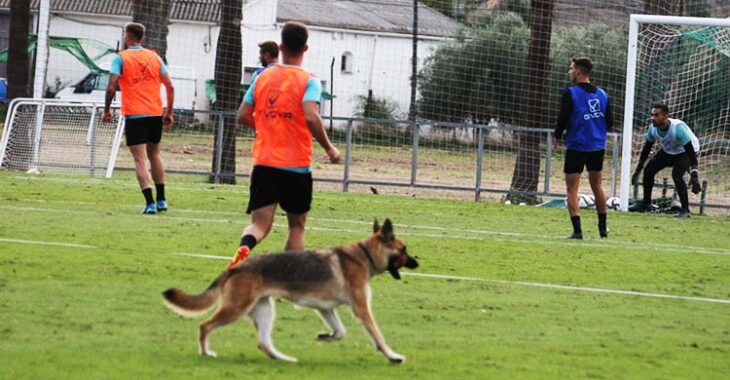 El pastor alemán que quiso entrenar con el líder del fútbol europeo.