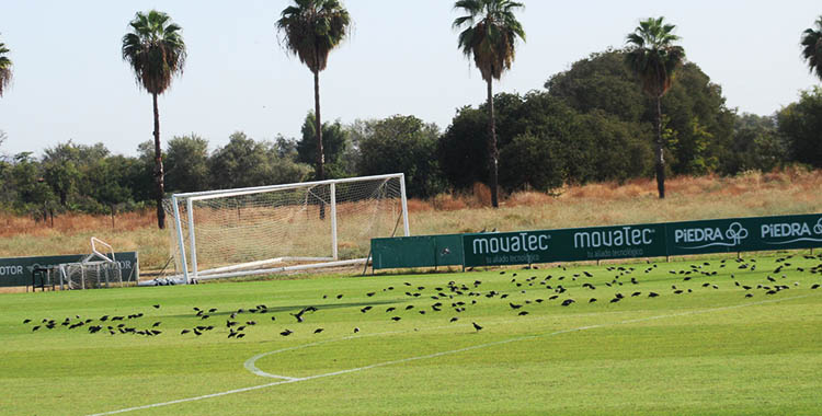 Decenas de estorninos comiendo semillas del campo principal de la Ciudad Deportiva.